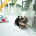 GRACE - FEMALE (PURCHASED by VALENTINA)