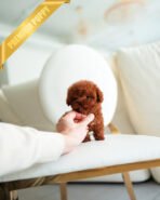 DAPHNE  - FEMALE (PURCHASED by KARLA) - Image 8