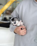 GRACIE - FEMALE (PURCHASED by KIM) - Image 3