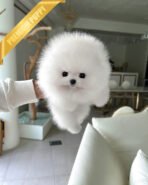 SNOW WHITE - FEMALE (PURCHASED by BLANCA) - Image 2