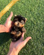 KOFI - MALE (PURCHASED by ASPEN) - Image 2