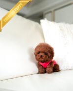 MONTY - MALE (PURCHASED by NICK) - Image 3