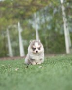 HURRICANE - MALE (PURCHASED by KURDI)