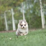 HURRICANE - MALE (PURCHASED by KURDI)