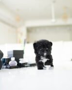 OREO - FEMALE (PURCHASED by KAREN)