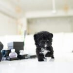 OREO - FEMALE (PURCHASED by KAREN)