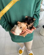 NEW BABIES - FEMALE (PURCHASED by ELISE & CYNTHIA) - Image 3