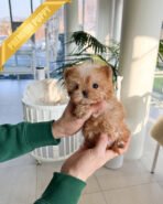 LOUIS - MALE (PURCHASED by SIBILLA) - Image 2