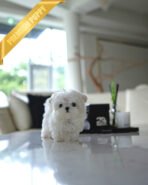 HANA - FEMALE (PURCHASED by ELISE) - Image 3