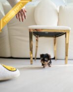 STELLA - FEMALE (PURCHASED by REBECA) - Image 5