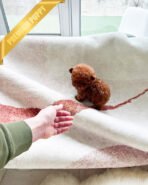 CINNAMON - FEMALE(PURCHAED by LINZ) - Image 6