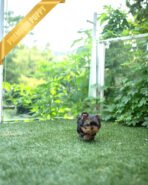 STELLA - FEMALE (PURCHASED by ANT) - Image 5