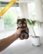 TOTO - MALE (PURCHASED by MONIKA) - Image 3