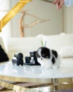 PANDA - MALE (PURCHASED by KIMBERLY)