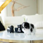 PANDA - MALE (PURCHASED by KIMBERLY)