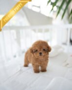 HENRI - MALE (PURCHASED by RONETTA) - Image 4