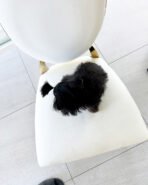 PIPER - MALE (PURCHASED by LINDSEY) - Image 5