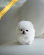 BUTTON- MALE (PURCHASED by EMMA) - Image 2