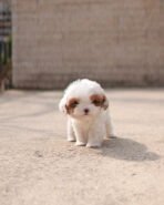 LATTE - FEMALE (PURCHASED by VIRA)