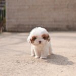 LATTE - FEMALE (PURCHASED by VIRA)