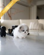 THEO - MALE - Image 5