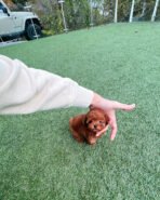 DOLCE - FEMALE (PURCHASED by JANET) - Image 3