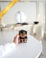 LILY - FEMALE (PURCHASED by ALEJANDRO) - Image 3