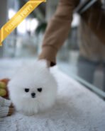 SOM - MALE (Purchase by Анна) - Image 3