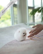 TAYLOR - MALE (PURCHASED by ALVARO) - Image 3