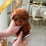 ARLO - MALE (PURCHASED by KIMBERLY)