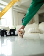 FIDO - MALE (PURCHASED by DUYGU) - Image 7