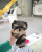 LILIANA - FEMALE (PURCHASED by JENNIFER) - Image 2