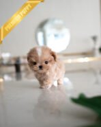 MYLES - MALE (PURCHASED by Lourdes) - Image 3