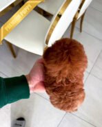 OLIVIA - FEMALE (PURCHASED by KIRK) - Image 4