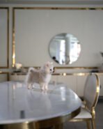 OSCAR - MALE (PURCHASED by COTRELL) - Image 4