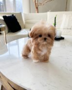 SELENA - FEMALE (PURCHASED by NIPAPAN)