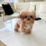 SELENA - FEMALE (PURCHASED by NIPAPAN)