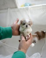 MILLI & MINA - FEMALE - Image 6