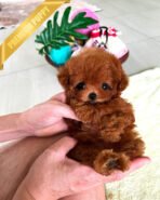 BERRY - FEMALE (PURCHASED by MARY)