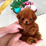 BERRY - FEMALE (PURCHASED by MARY)