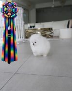 SNOW BALL - FEMALE (PURCHASED by JIAYING)