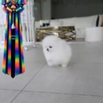 SNOW BALL - FEMALE (PURCHASED by JIAYING)