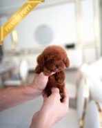 SIMON - MALE (PURCHASED by MARIO) - Image 2