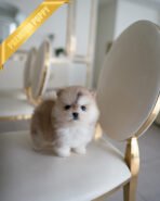 KNOX - MALE (PURCHASED by SZU) - Image 2