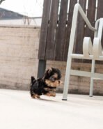 EMMA - FEMALE (PURCHASED by PETER) - Image 5