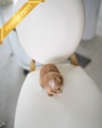 CAMILLE - FEMALE (PURCHASED by BONNIE) - Image 4