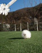 ARWEN - FEMALE (PURCHASED by WANG)