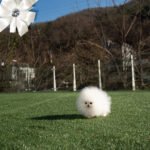 ARWEN - FEMALE (PURCHASED by WANG)