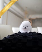 GIGI - FEMALE (PURCHASED by DEREK) - Image 4