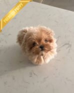 ESME - FEMALE (PURCHASED by GABI) - Image 3